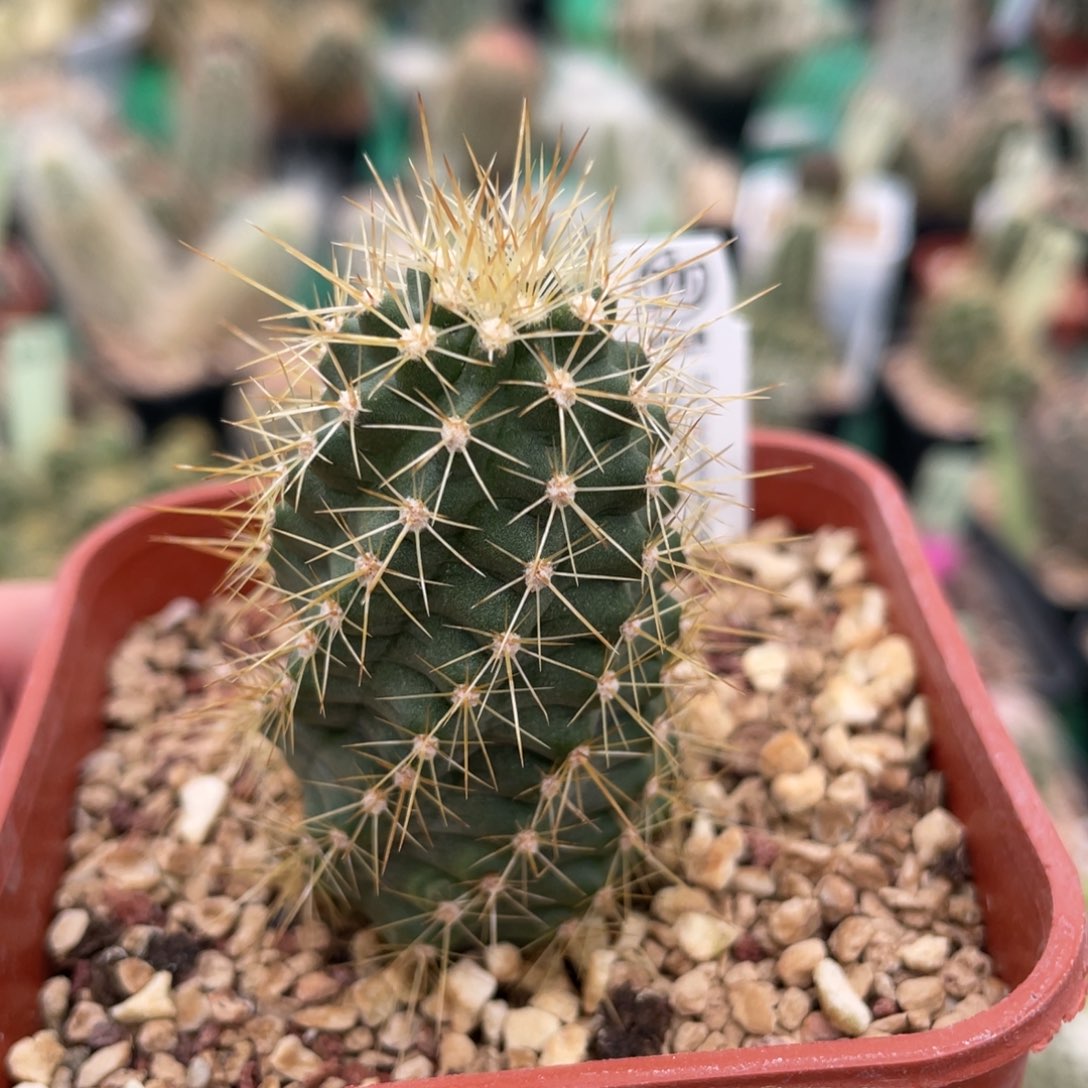 鹿角柱实生仙人球罗默绯虾