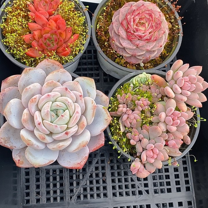 248 多肉植物盆栽花卉植物