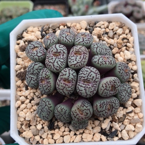 多肉肉锥 20头墨小锥