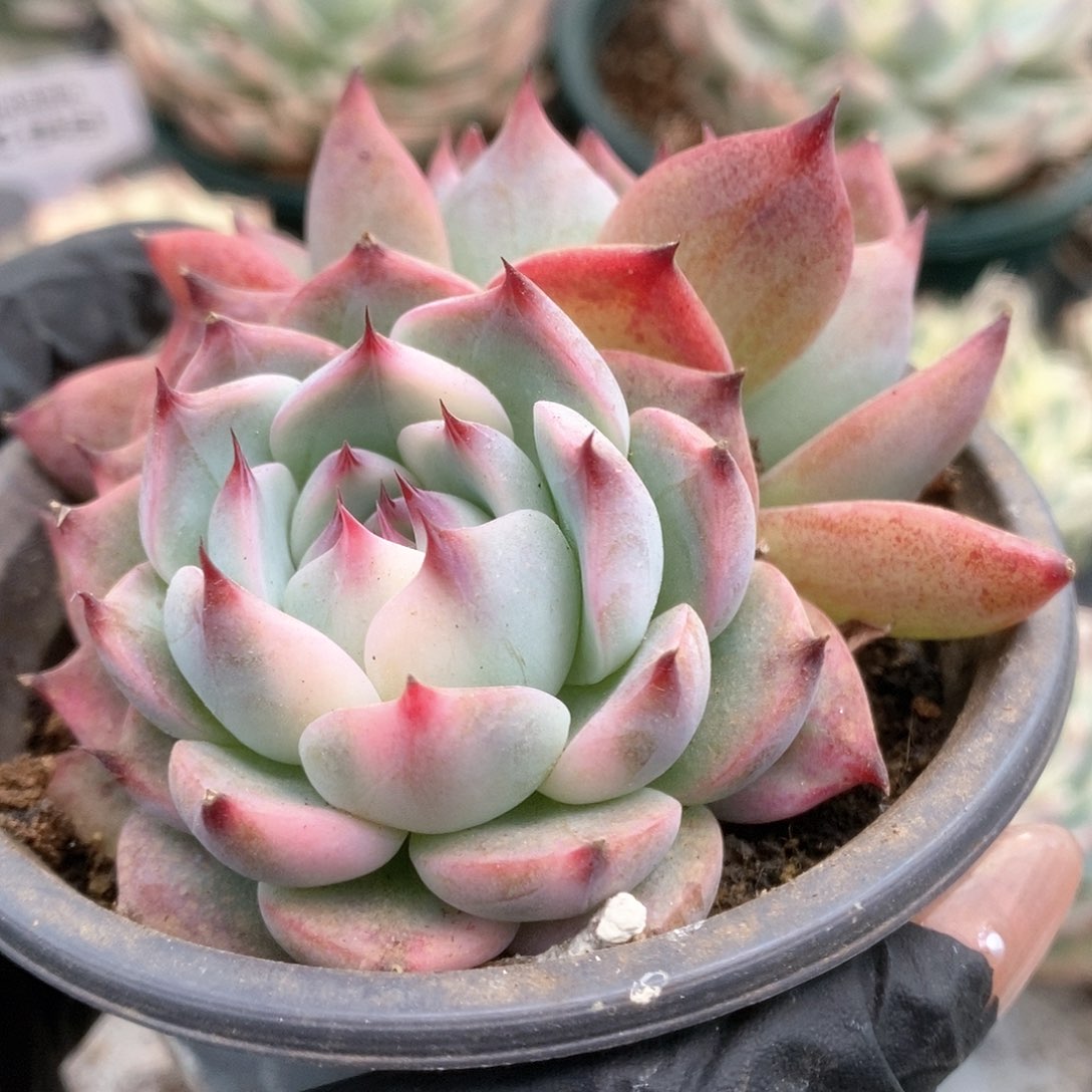 D016锦锦锦锦锦锦锦锦