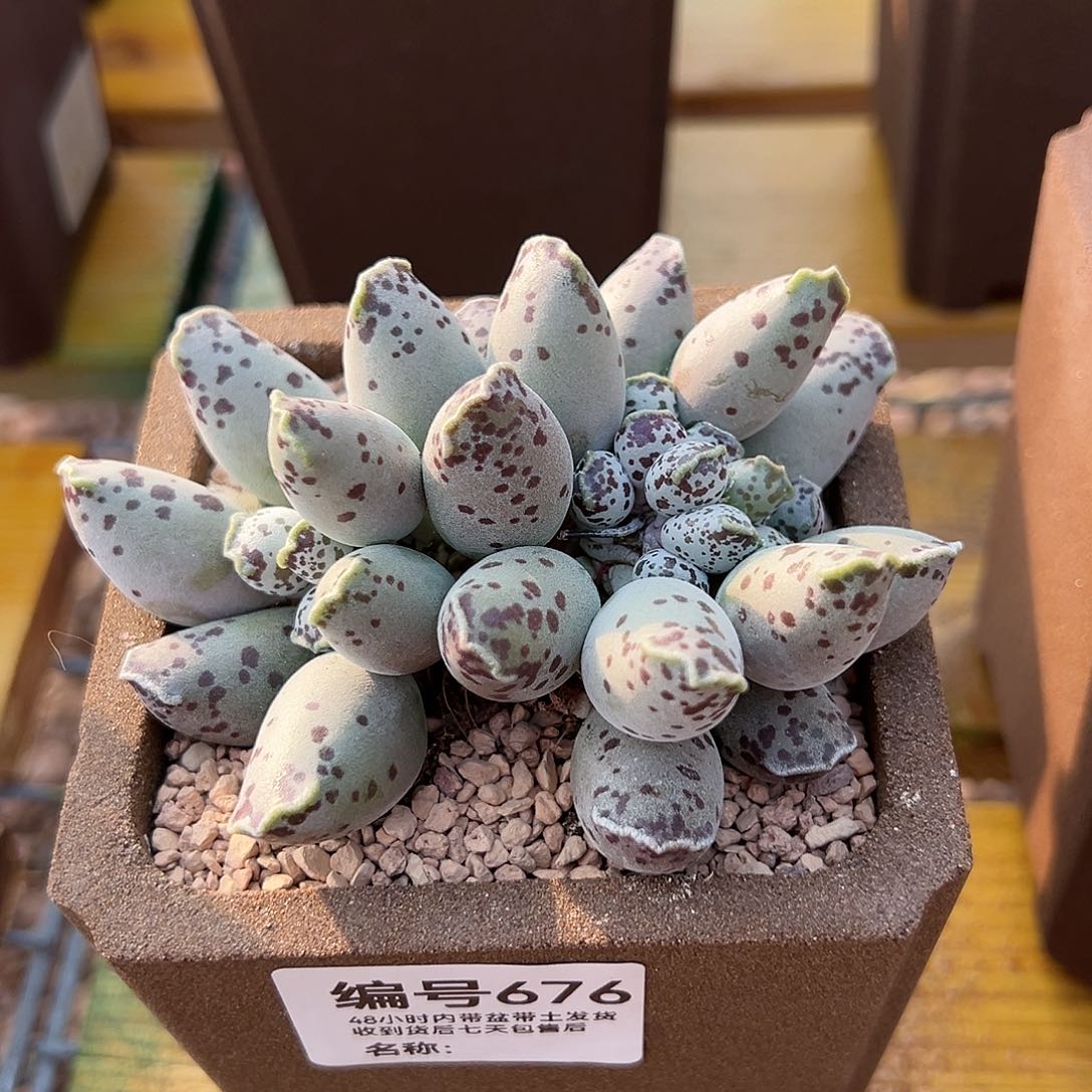 676白肌海豹多肉