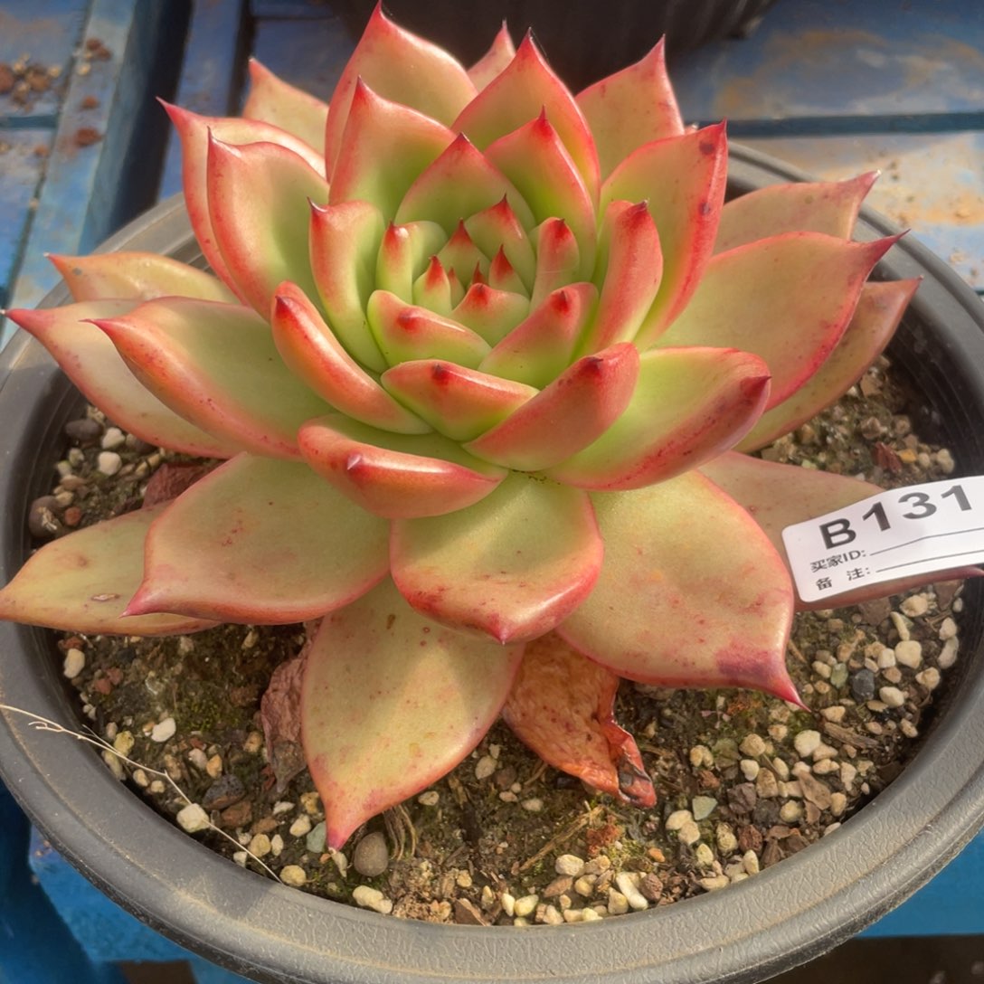 无花朵若如东云单拍B131