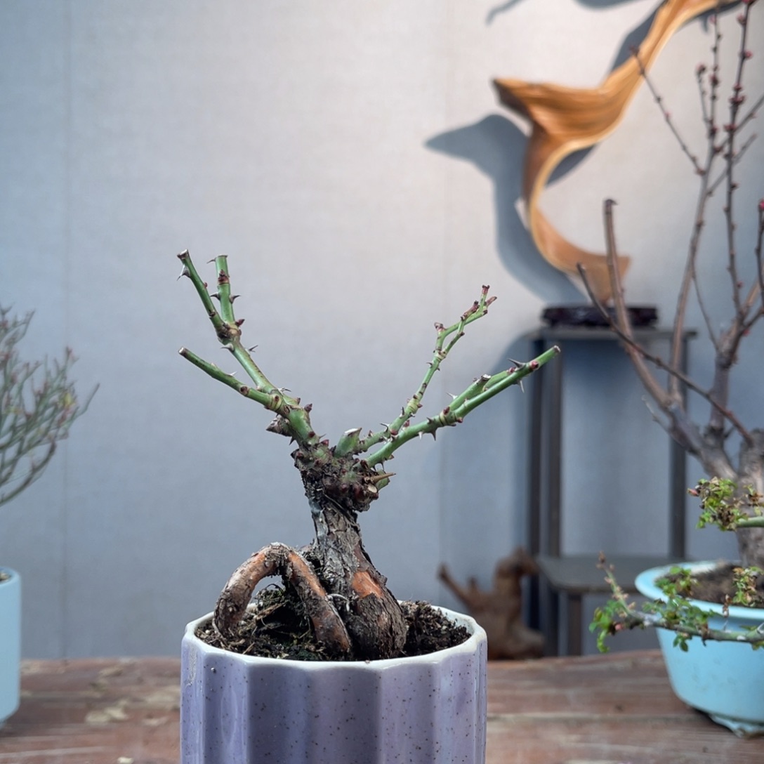 微月季盆景1111111