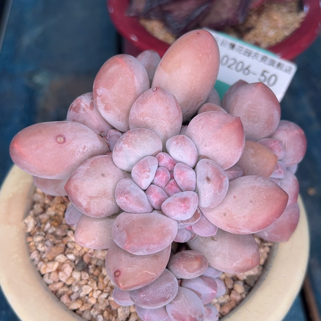 从前慢多肉精选编号0206.50