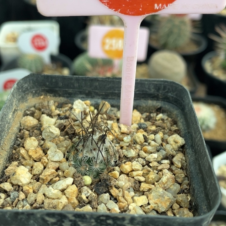 实生迪克森281100000