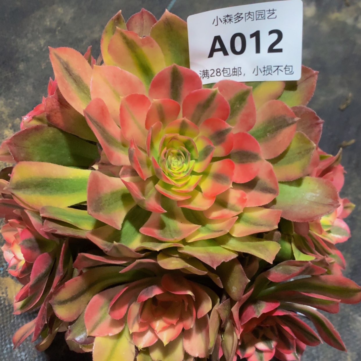 【闪购商品】12红秀多肉