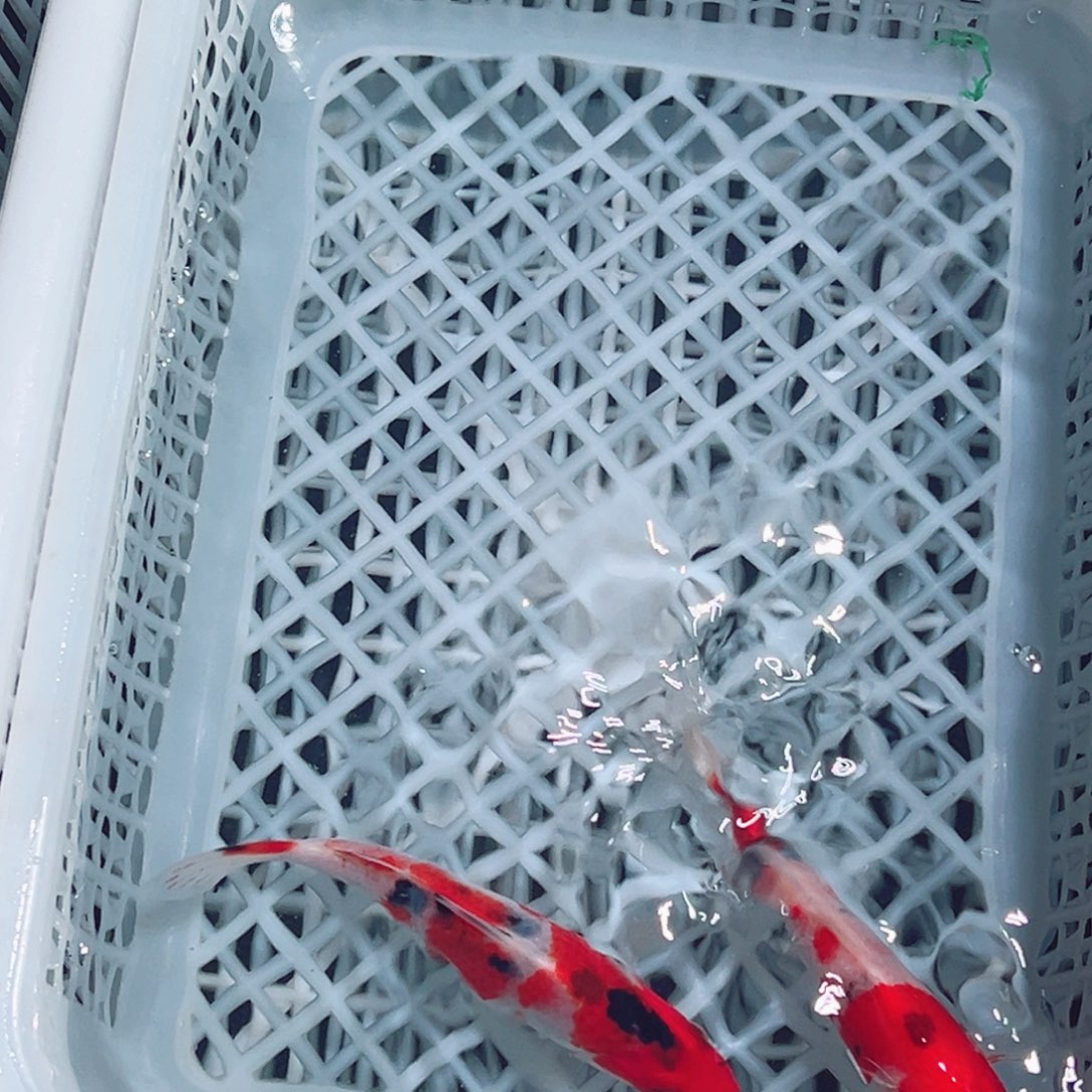 锦鲤锦鲤观赏鱼1111