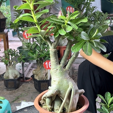 唁***8完全开放沙漠玫瑰