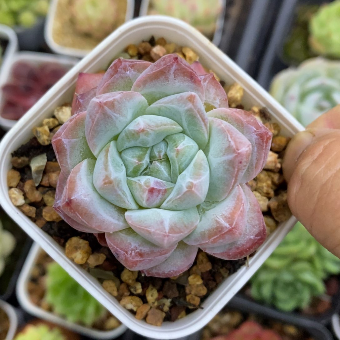 精品多肉一物一拍不包整198