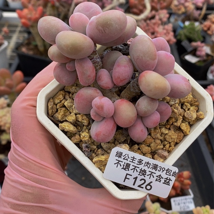 腰子桃蛋6cm126多肉植物