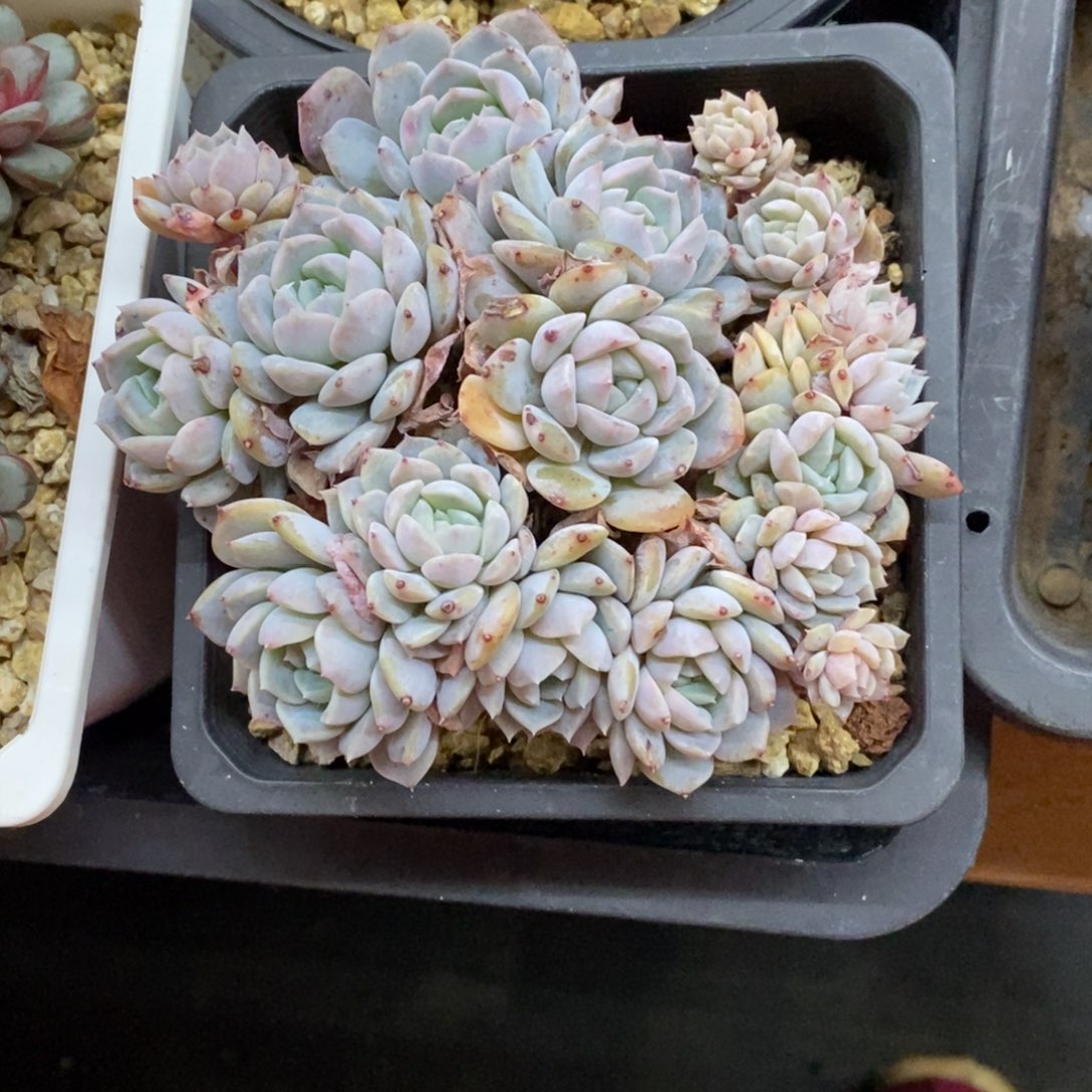 精品多肉一物一批不包整438