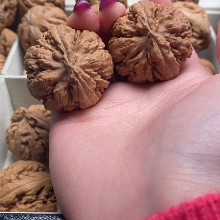 霸王龙全品无修一刀没动