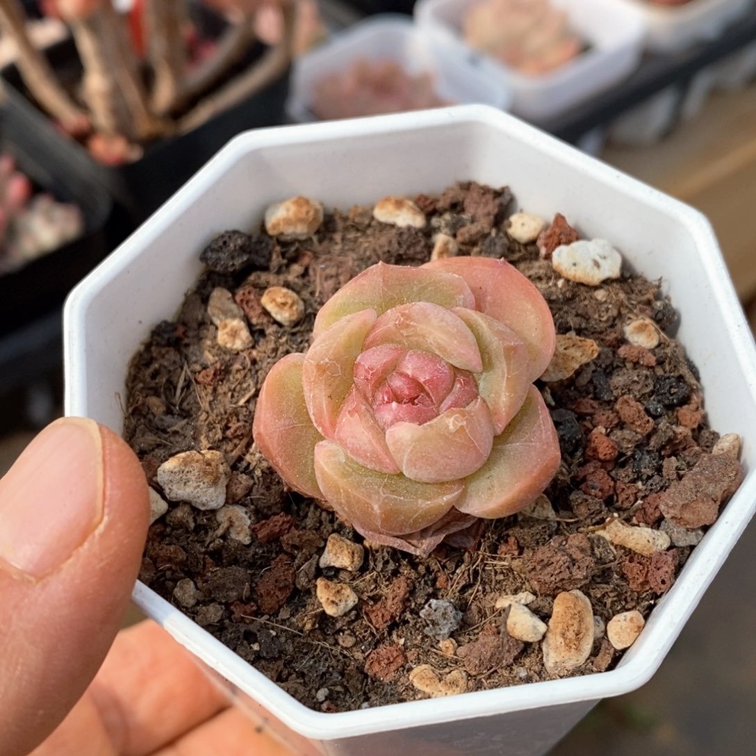 精品多肉一物一拍不包整76