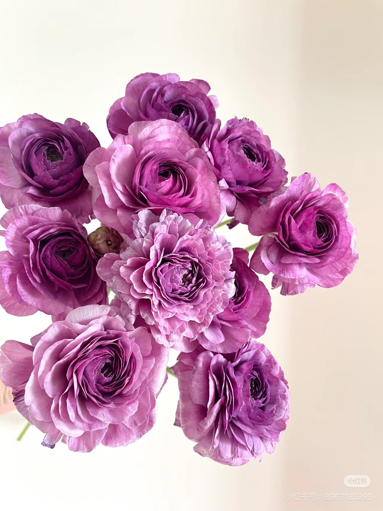 （花蔓）卢贝尔洋牡丹8-10！三件顺丰空运20%不售后