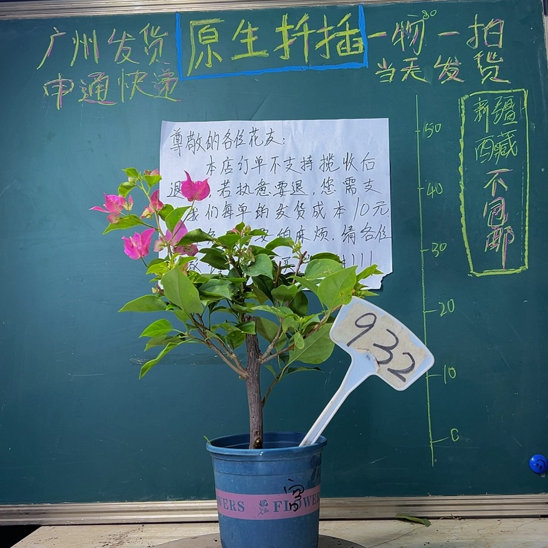 当前无花栽培后可以开花 绿叶宫粉 932