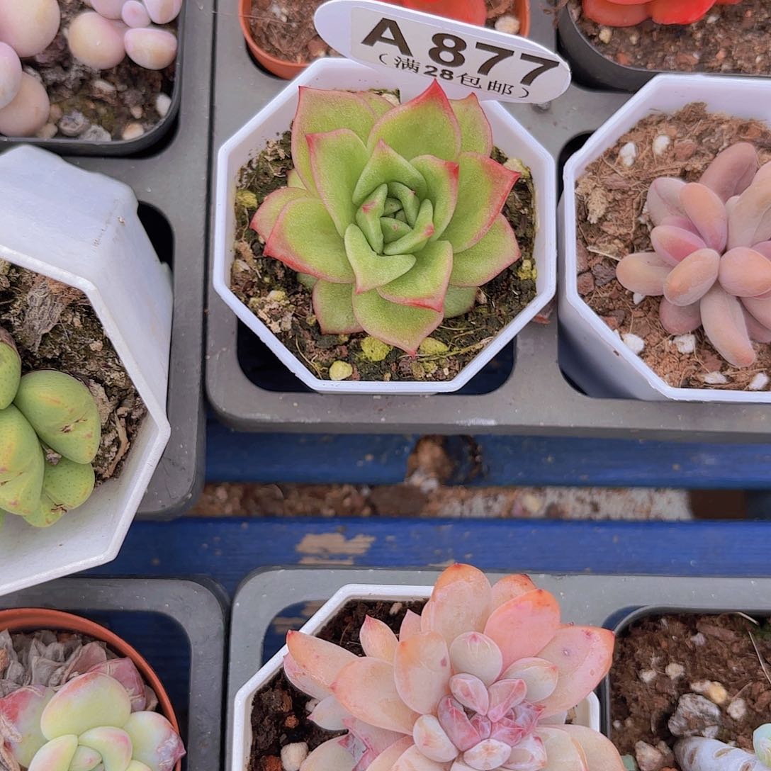 A877蔷薇玛利亚一物一拍