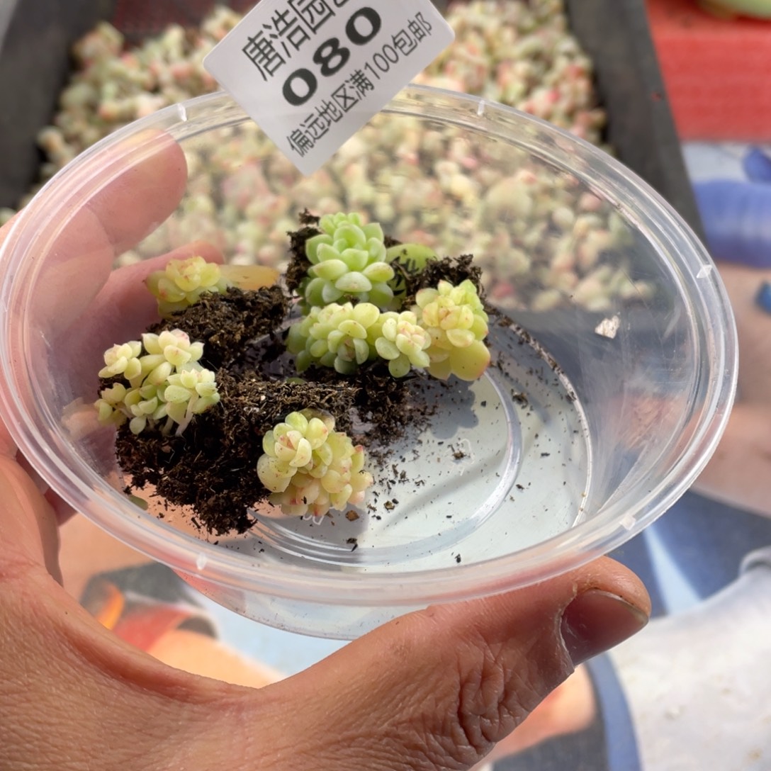 秋***肉小群一物一拍080…