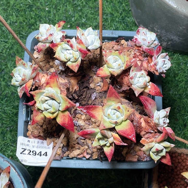 2944 小鹿多肉一物一拍