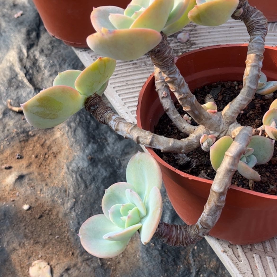 【闪购商品】无花朵এ****༻