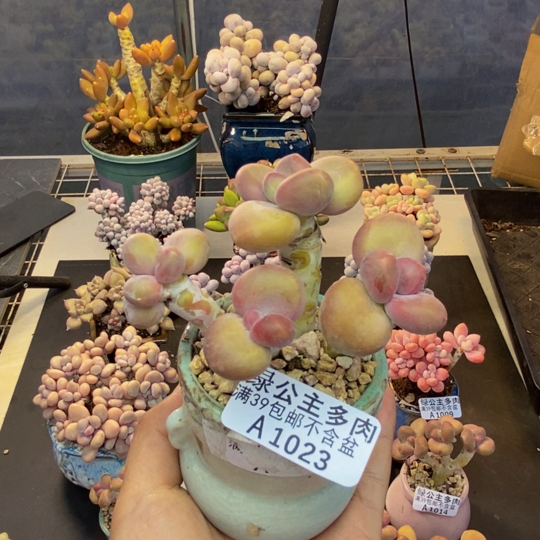 023芒果奶kk奶多肉7cm