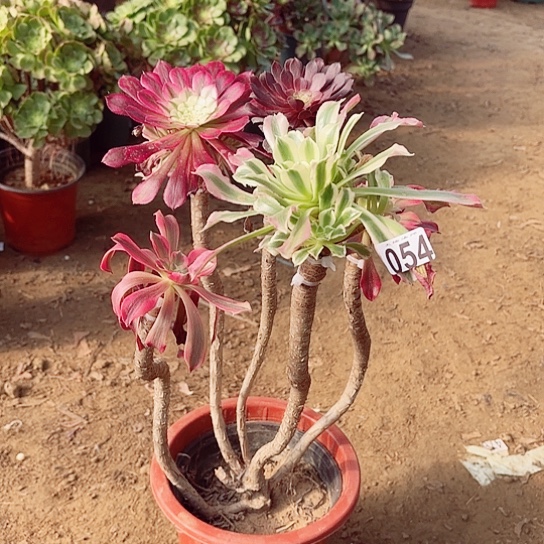 054嫁接老桩法师