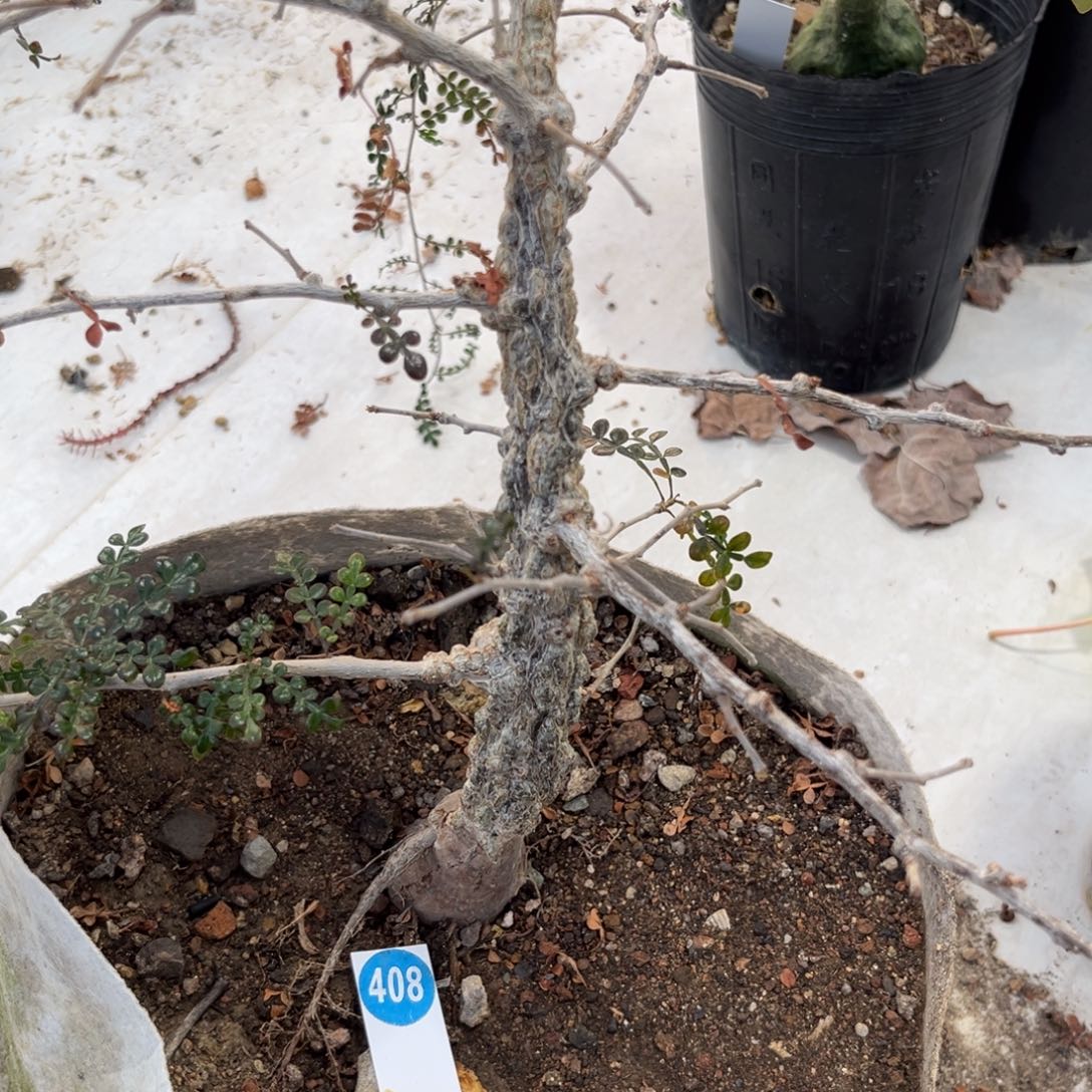 408列加漆树脱土发货