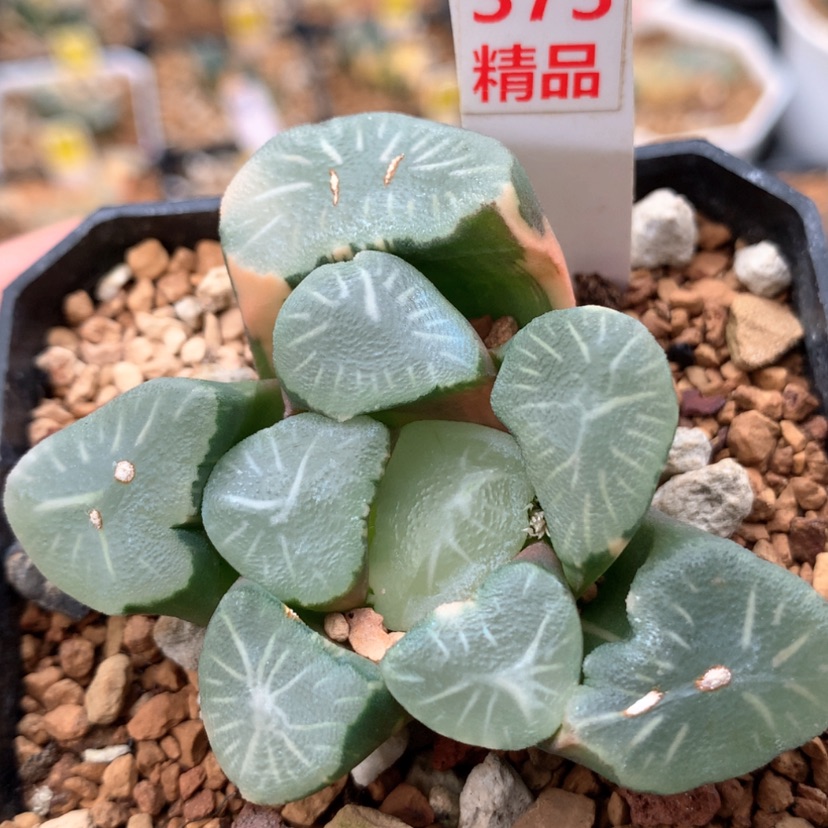 【闪购商品】373大宝万象锦