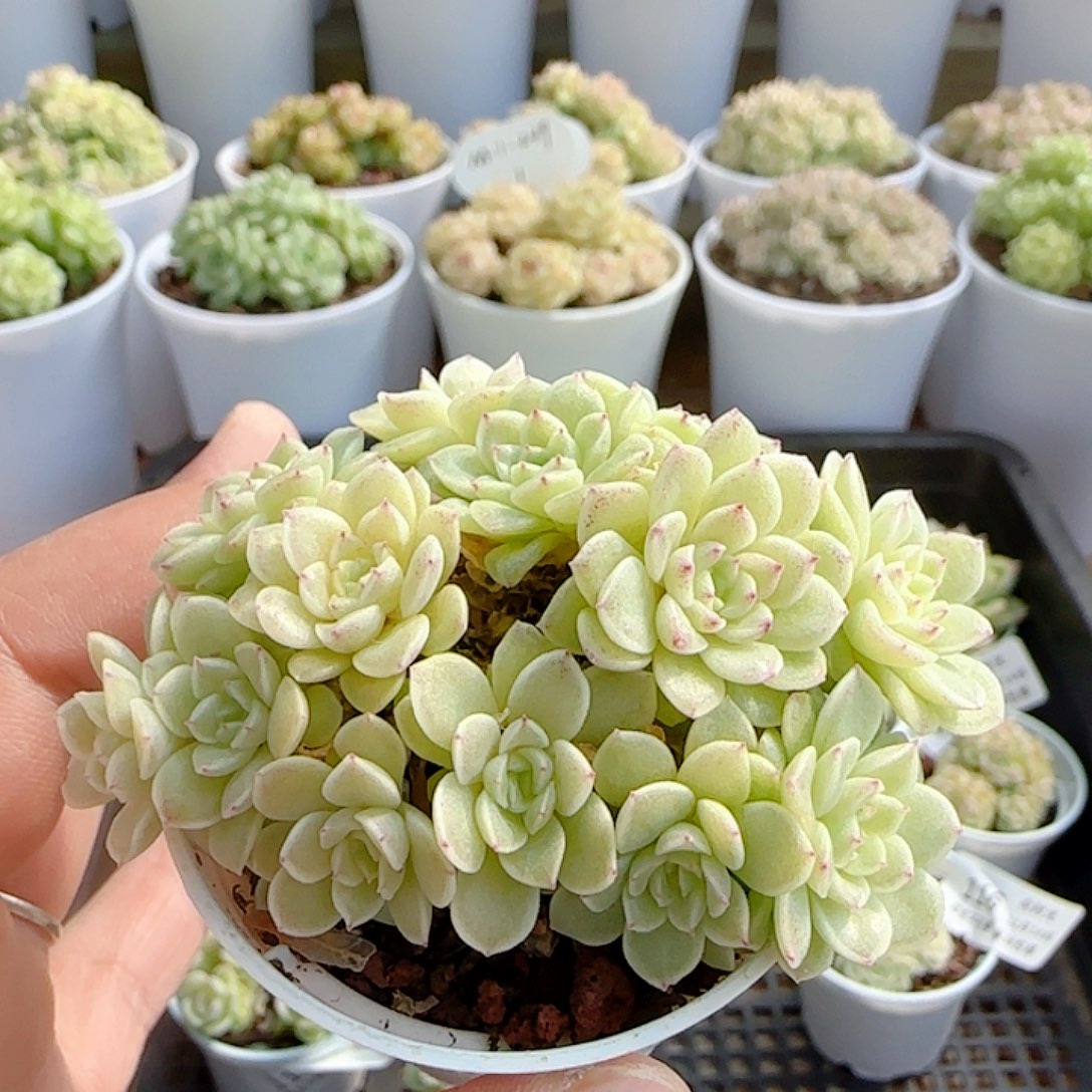 1114-119（优选麦秆）