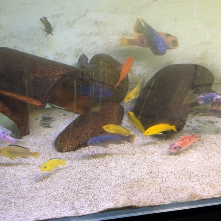 海水鱼三湖慈鲷，热带淡水鱼