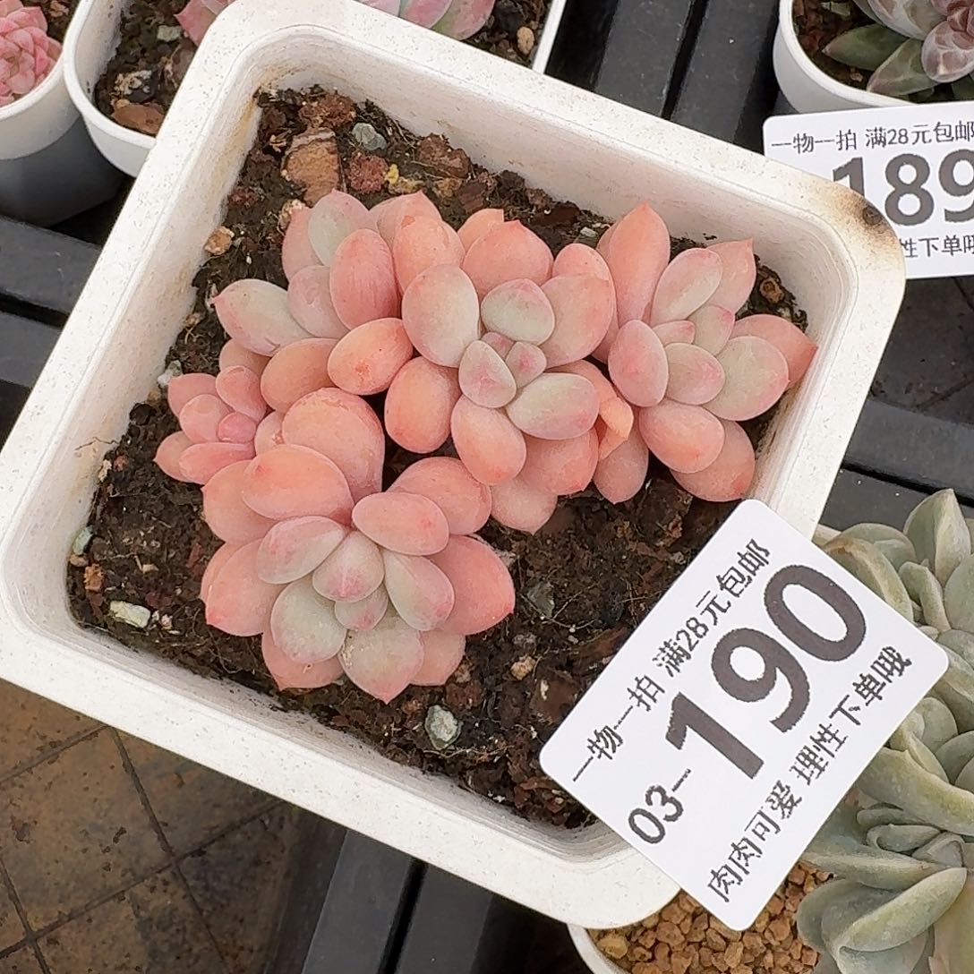 拉丝雨无盆土发货无盆