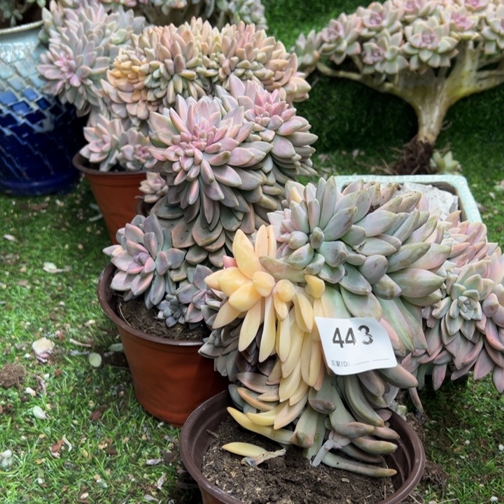 梦***呦男的多肉一个拍443