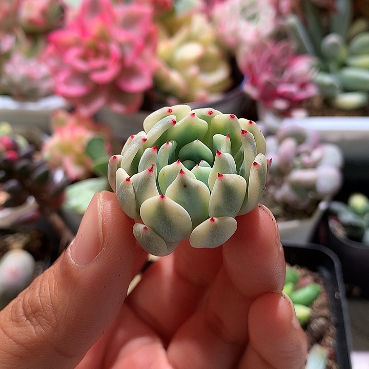 雪爪锦锦腹轮锦锦