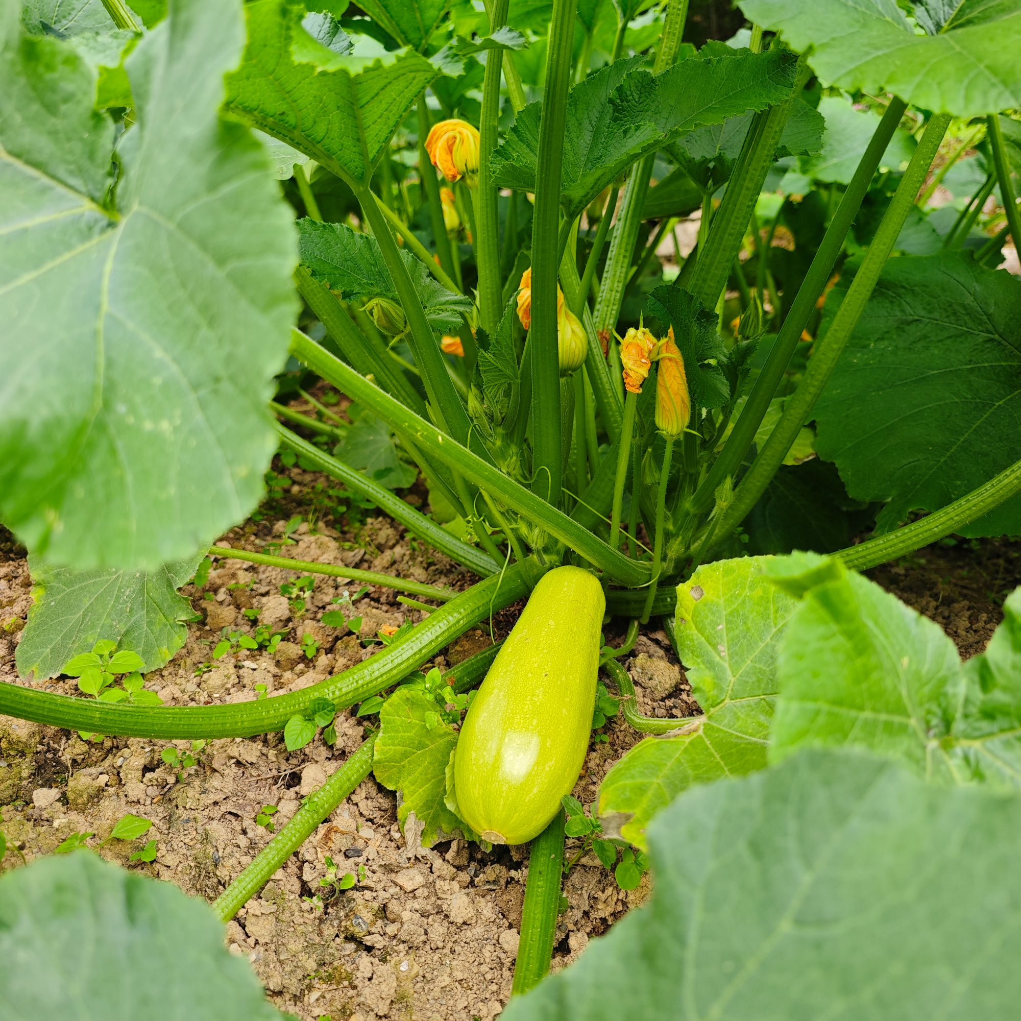 恩施精选农家新鲜现摘现发小南瓜