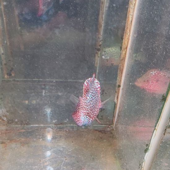 罗汉鱼22222222222