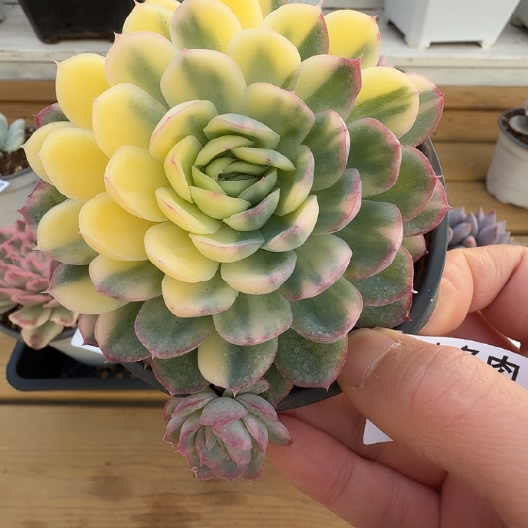 草莓冰锦111111121-28