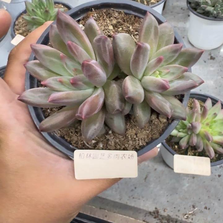 美人杂交 一物一拍