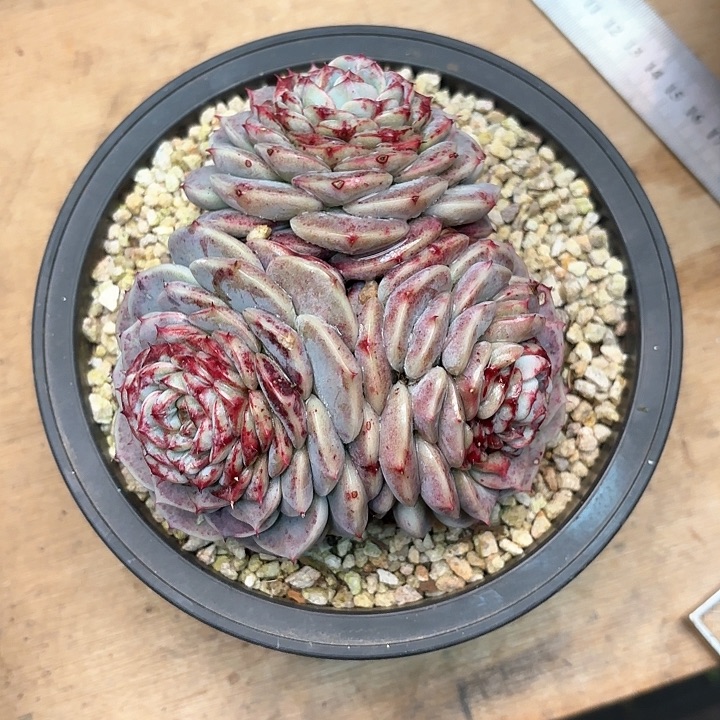 孙*娘多肉植物，天鹅绒