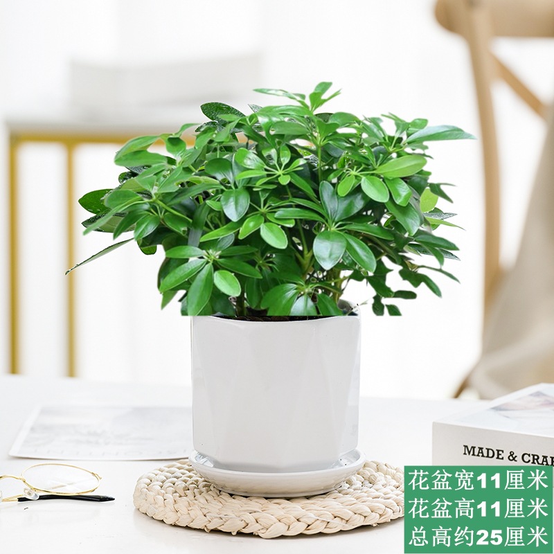 八方来财鸭脚木盆栽易活植物办公室内绿植七叶莲净化空气花吸甲醛