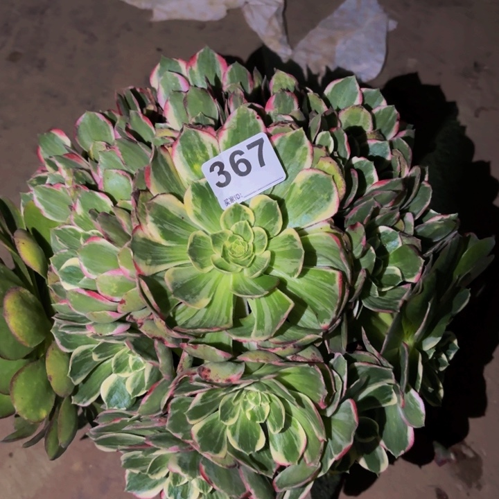 367海仙多肉植物不售后