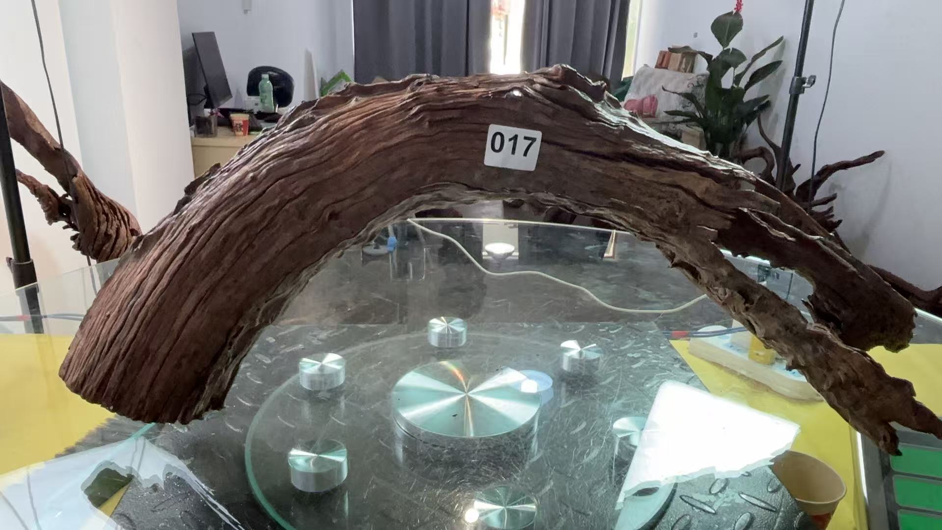 云南紫柚木秒沉017