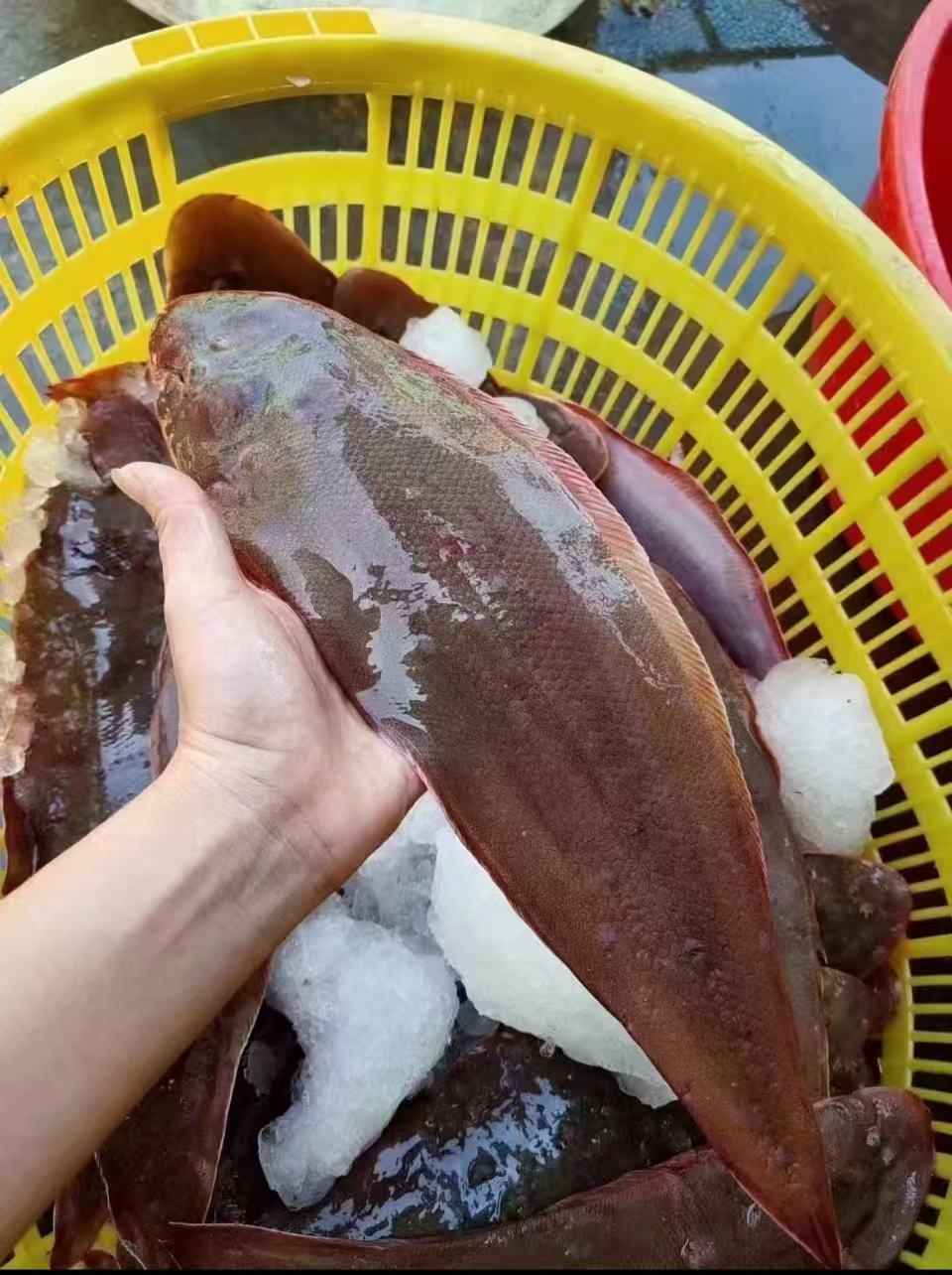 广东汕尾本港野生红边龙舌鱼