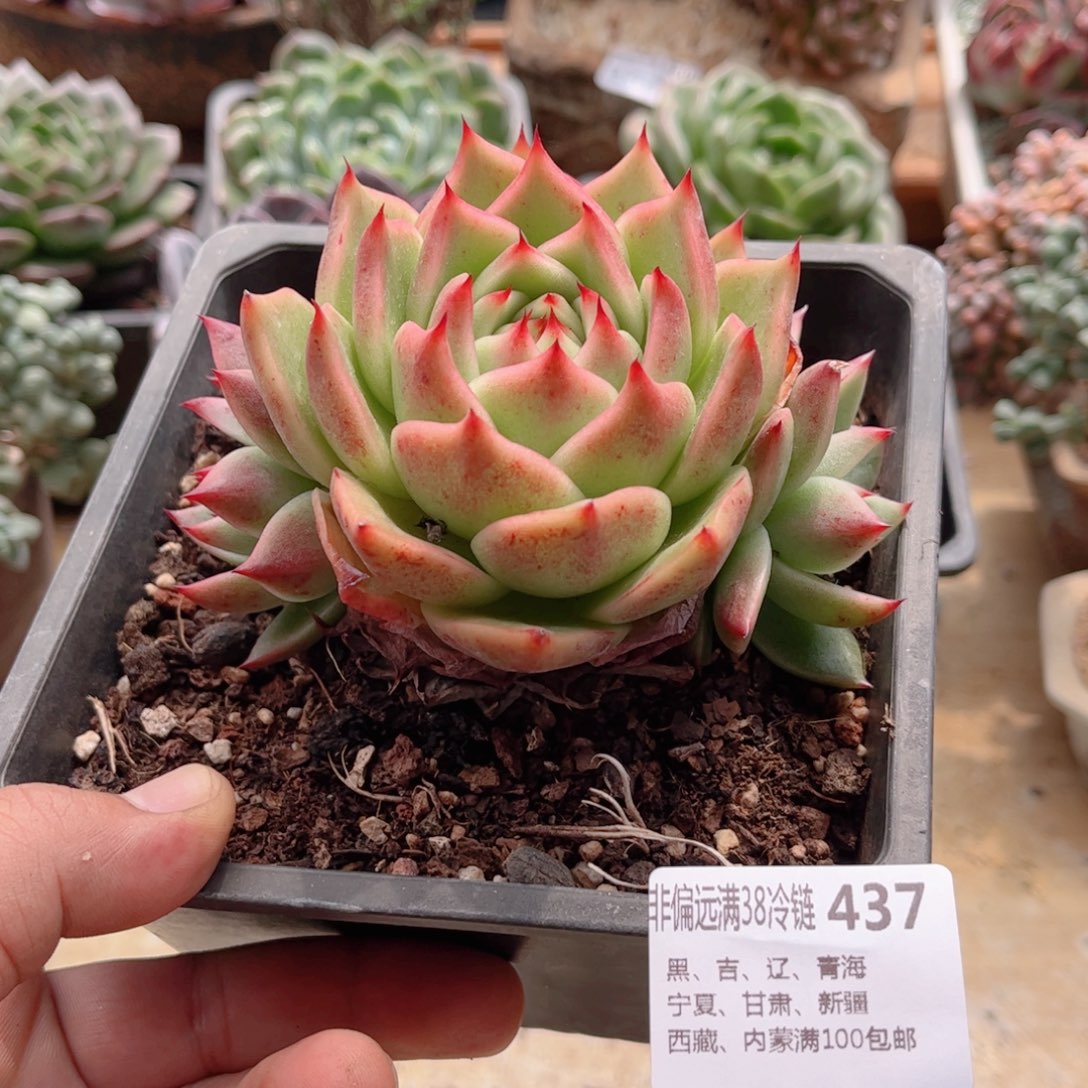 437霸王龙德华多肉