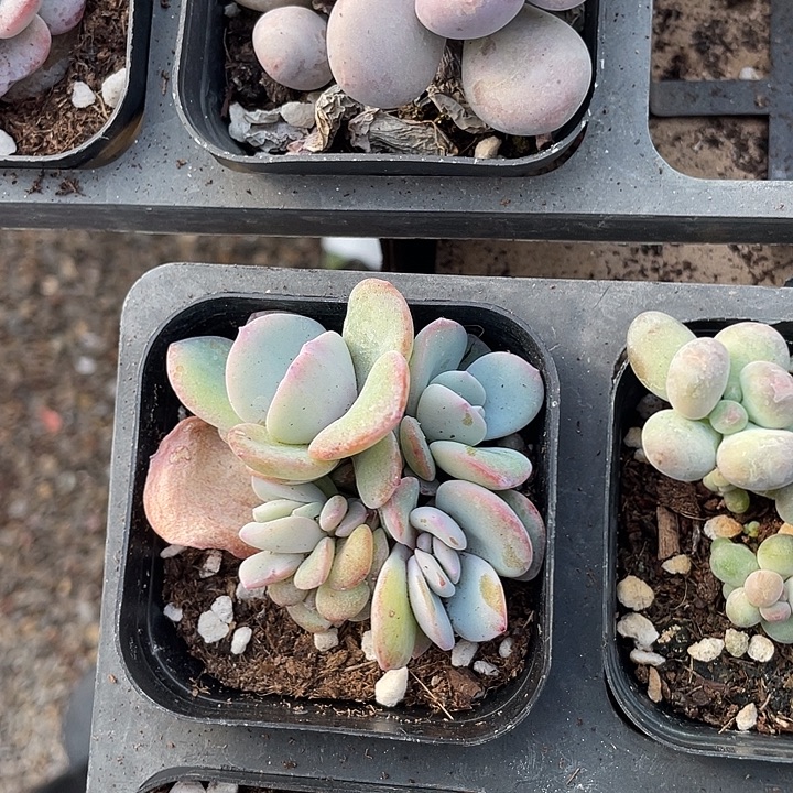 韩版奶茶群随机发满18包邮