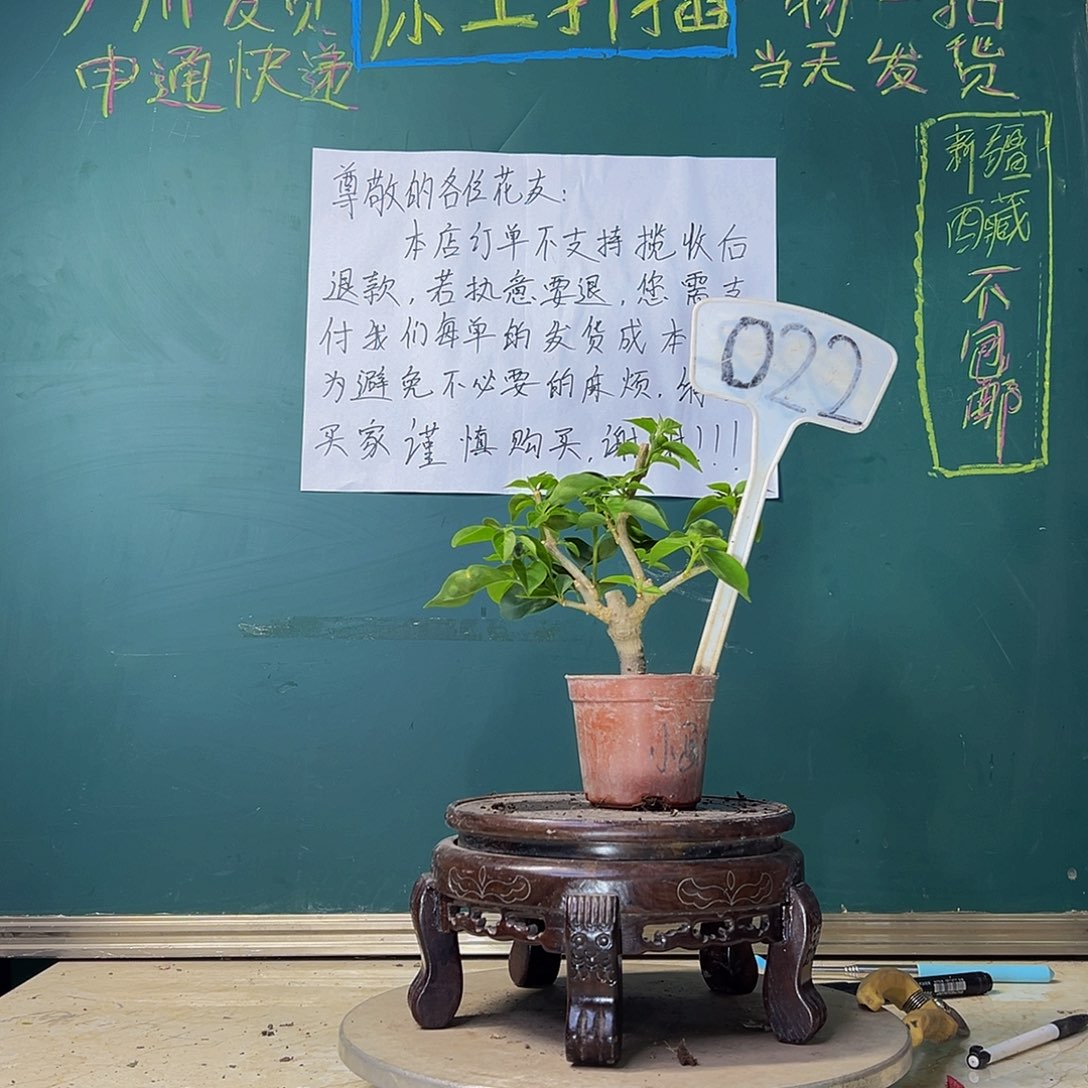 当前无花栽培后可以开花小画报掌中宝 022
