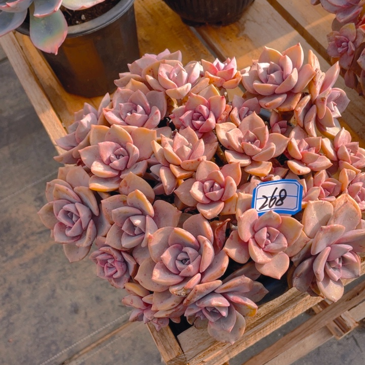 谢谢你的支持000000268