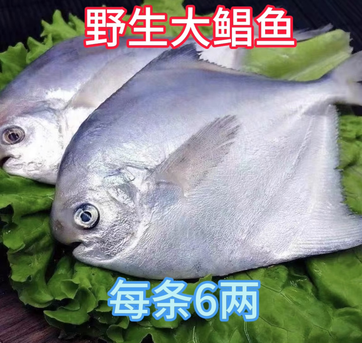 新鲜 6两一条银鲳鱼（6条）顺丰包邮液氮锁鲜发