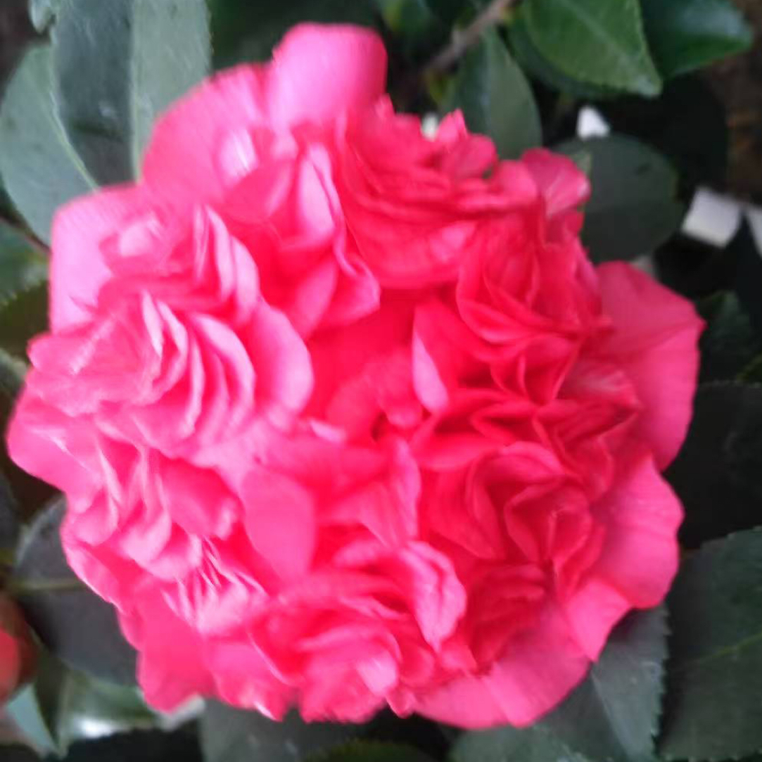 带花苞香妃茶花盆栽室内花卉