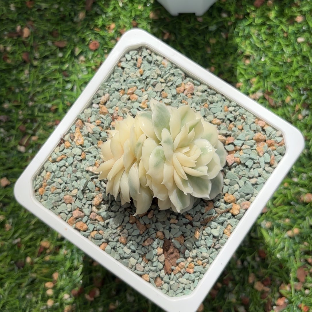 双头昂斯诺锦脱土发货