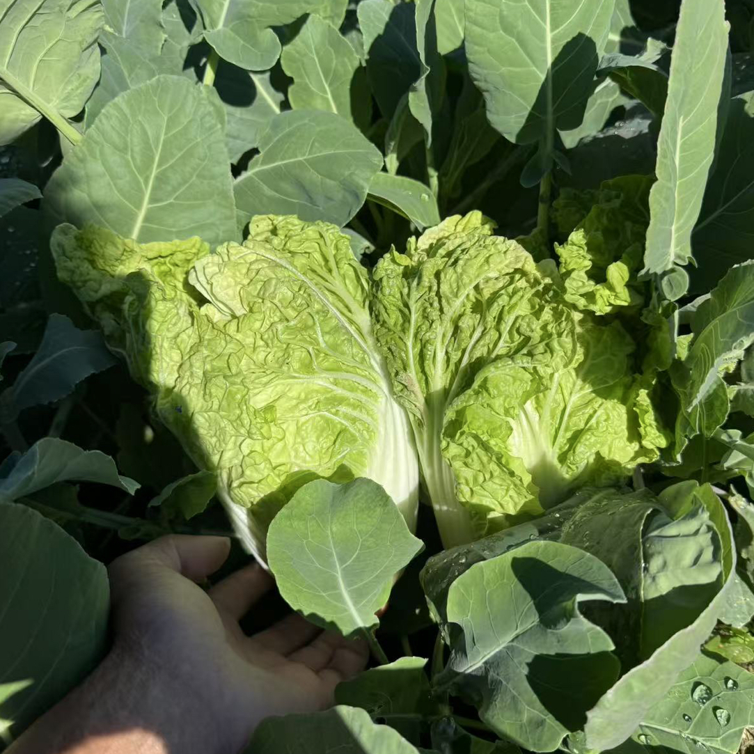 潮汕京白和包菜混合