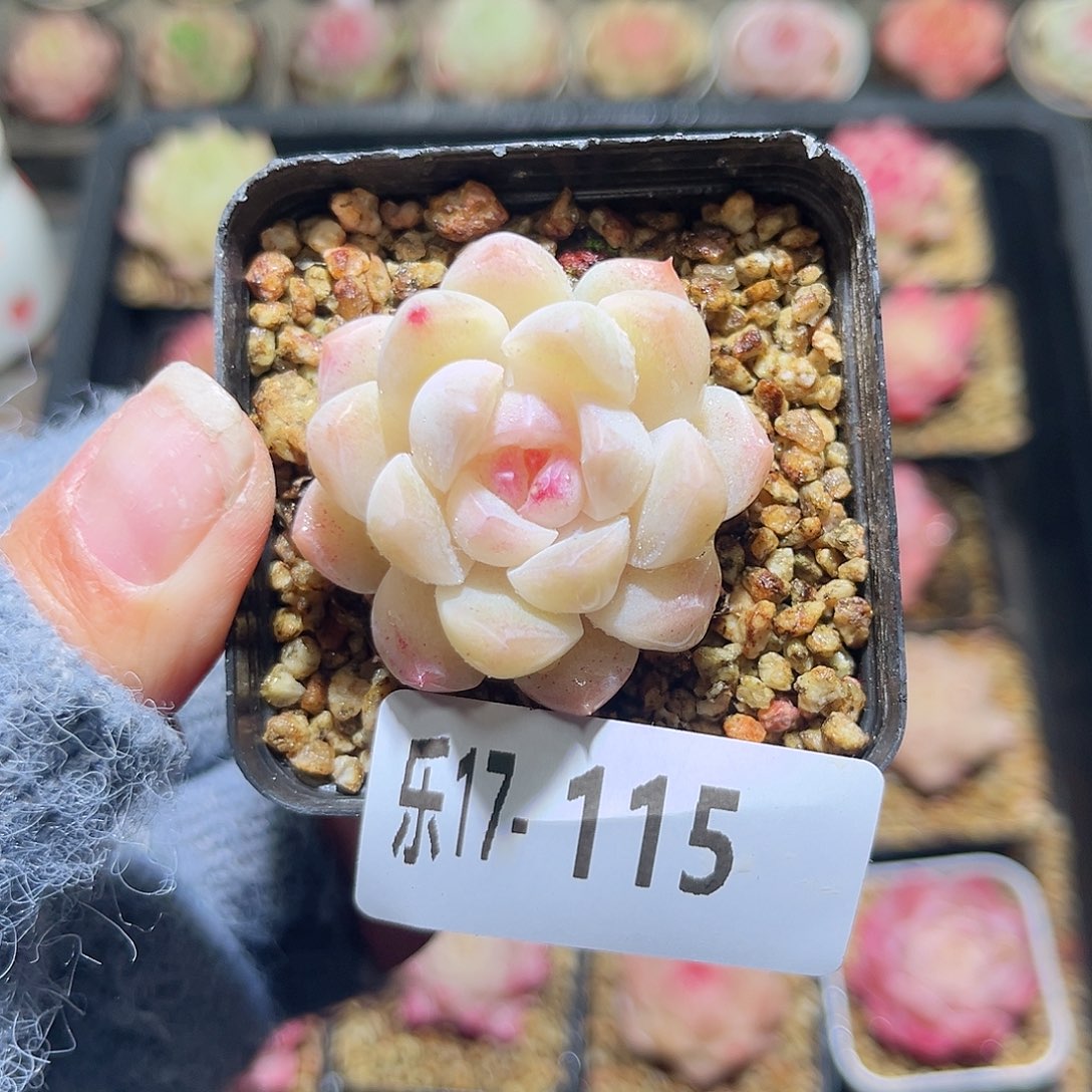 木乐17-115明月心单头